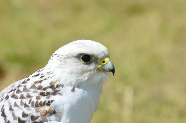 White falcon head — Stock Photo, Image