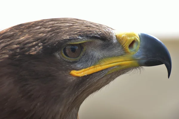 Eagle head in close up — Stock Photo, Image