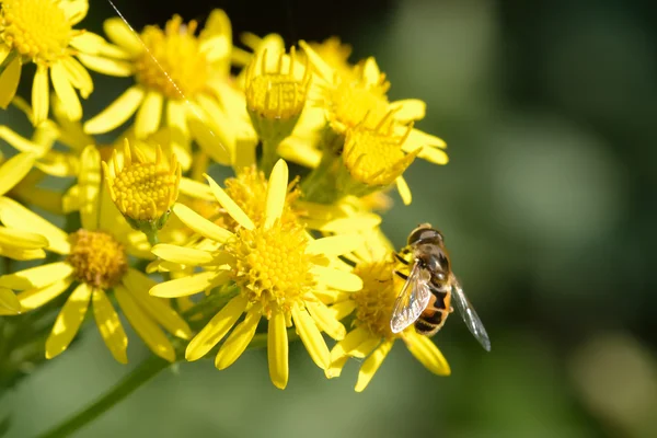 Bi på gula blommor — Stockfoto