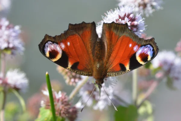 Peacock vlinder in detail — Stockfoto