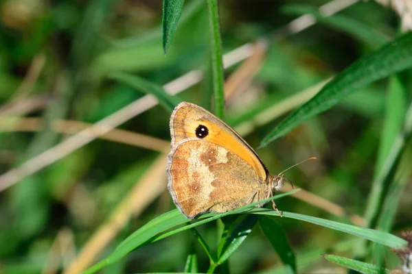Kleine heath vlinder — Stockfoto