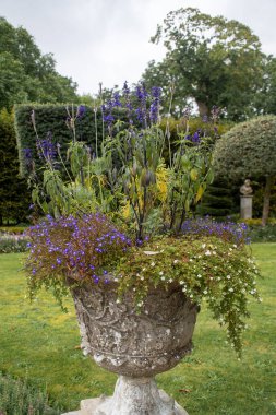 Mor çiçekler içeren klasik Yunan tarzı esrar
