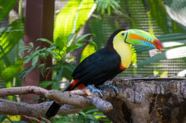 Kafesli renkli Tukan