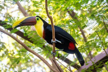 Toucan 'a bakıyorum.