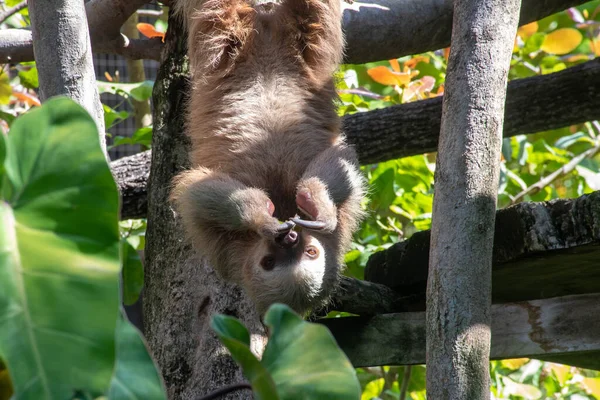 Sloth Hanging Upside Claws Front Face — Stock Photo, Image