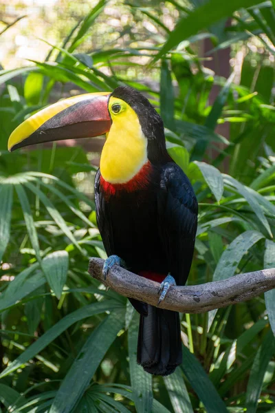 Toucan Com Bico Colorido — Fotografia de Stock