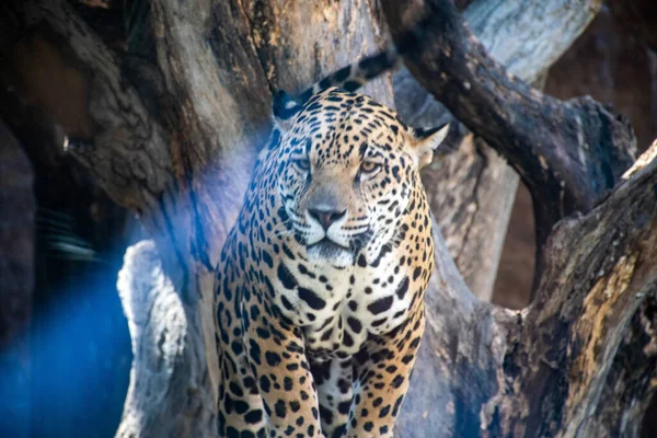 Ягуар Большой Кот Центральной Америки — стоковое фото