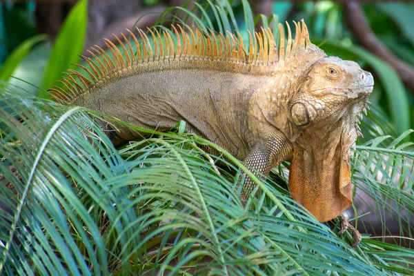 Brązowa Iguana Czubata Drzewach — Zdjęcie stockowe