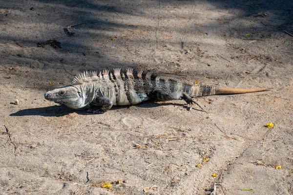 Iguana Grande Sobre Arena —  Fotos de Stock