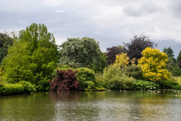 湖に面した多色の木 — ストック写真