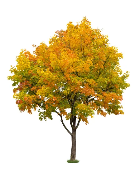 Autumn tree isolated — Stock Photo, Image
