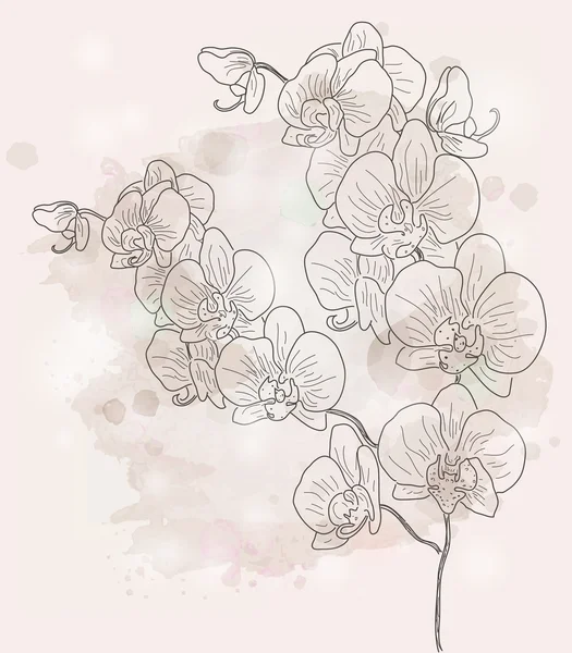 Orchid branch — Stockvector