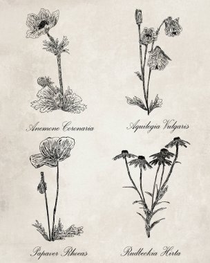 Bilimsel bitki isimleriyle çizilmiş kağıt el üzerindeki dijital mürekkep.