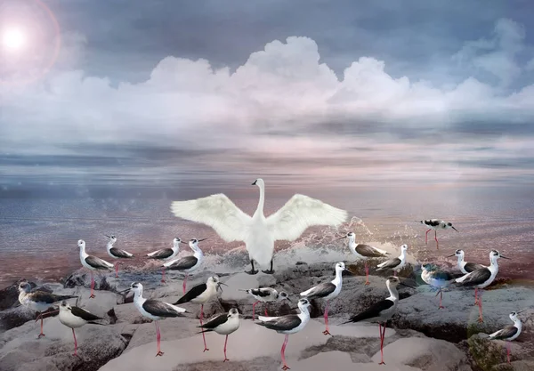 Stand Out Crowd Concept White Swan Little Seagulls Sea Landscape — Stock Photo, Image