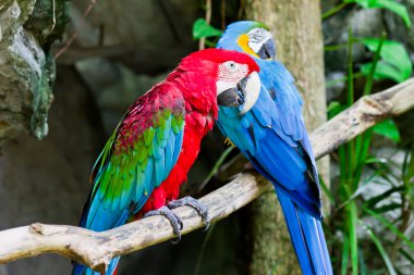 Kırmızı Amerika papağanı