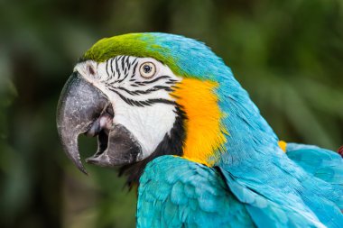 Mavi ve Sarı Macaw
