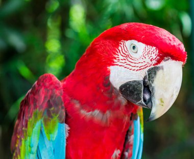 Kırmızı Amerika papağanı