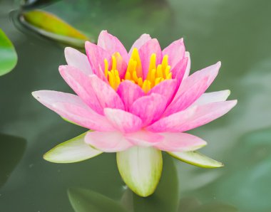 Gölette pembe su zambağı