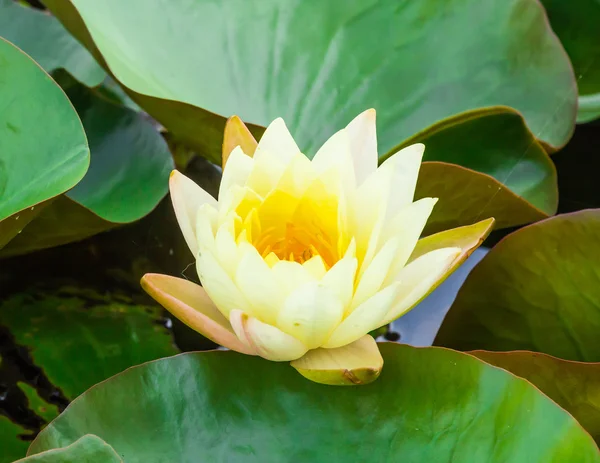 Yellow water lily in pond — Stock Photo, Image