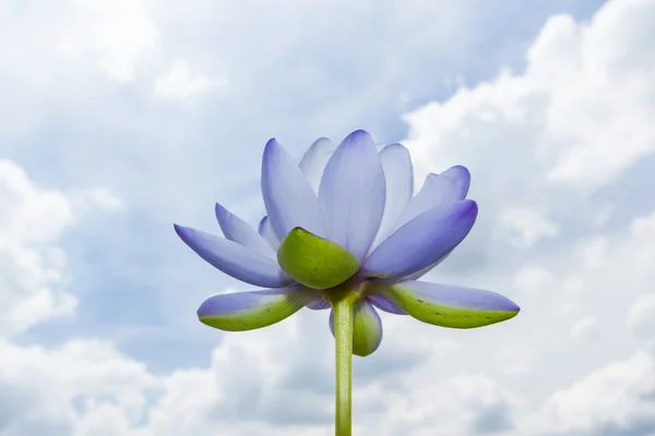 Lotus against blue sky — Stock Photo, Image