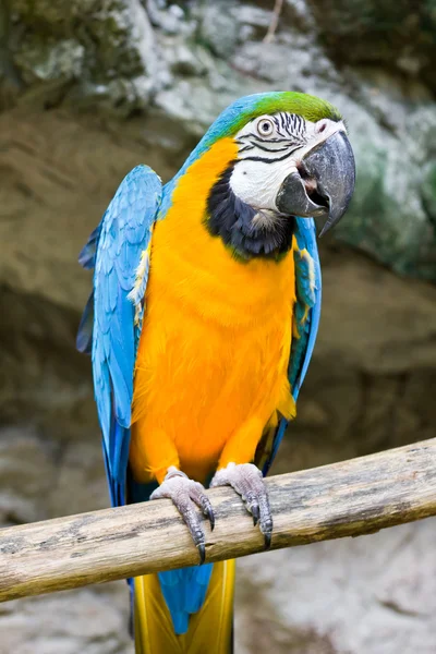 Blue and yellow macaw — Stock Photo, Image