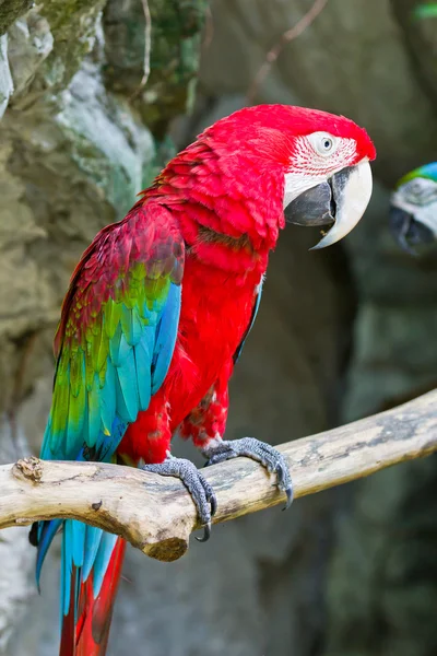 Red macaw — Stock Photo, Image