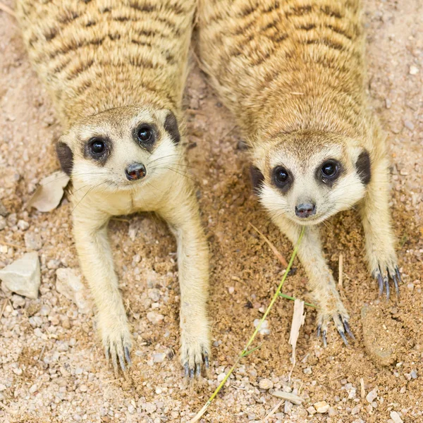 Retrato de meercat — Fotografia de Stock