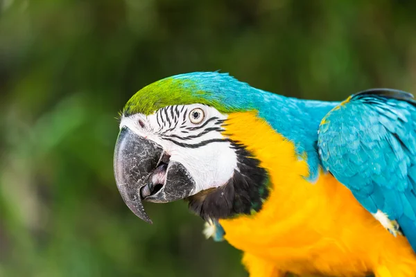 Blue and yellow macaw — Stock Photo, Image