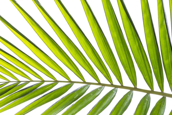 Palm leaves on white background — Stock Photo, Image