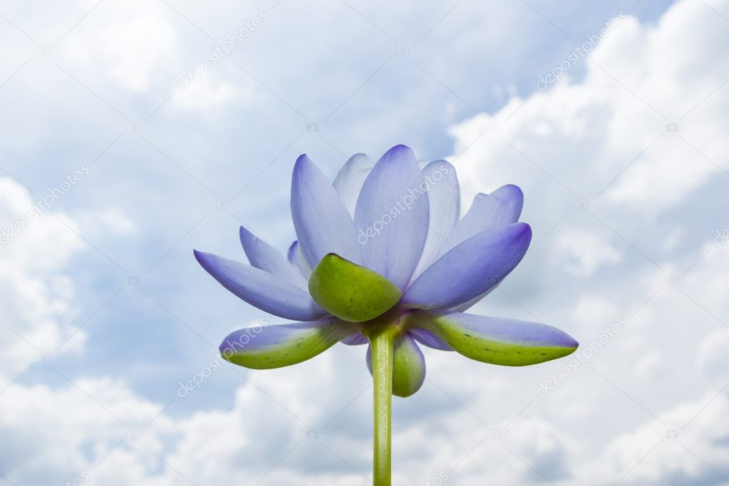 lotus against blue sky