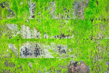 Duvarda yeşil yosun