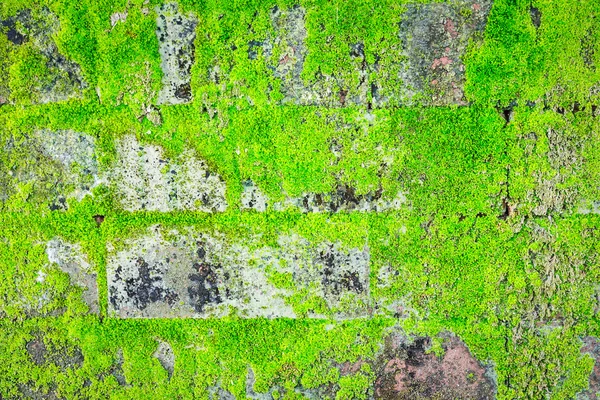 Green moss on the wall — Stock Photo, Image