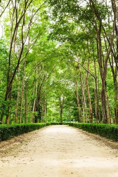 Clay road in the national park — Stock Photo, Image