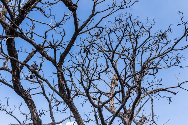 蓝天下的枯树 — 图库照片