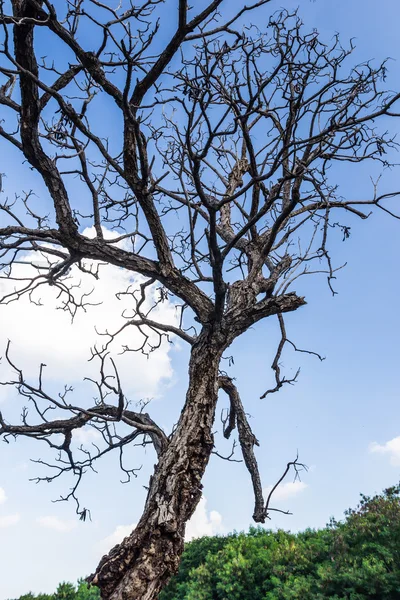 青い空に対する枯れ木 — ストック写真