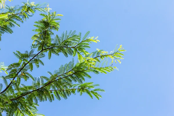 yeşil yapraklar mavi gökyüzüne karşı