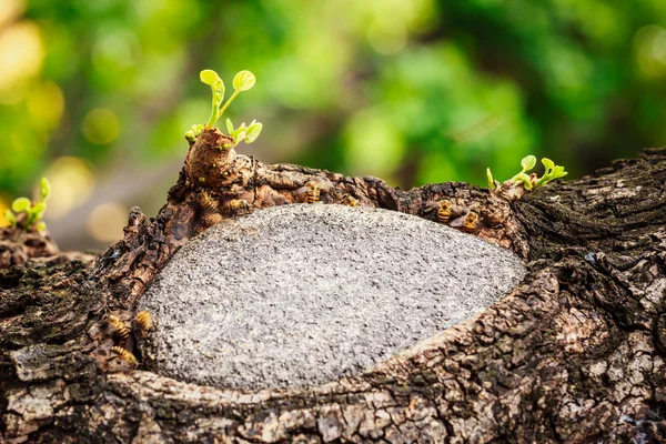 Beehive on tree — Stock Photo, Image