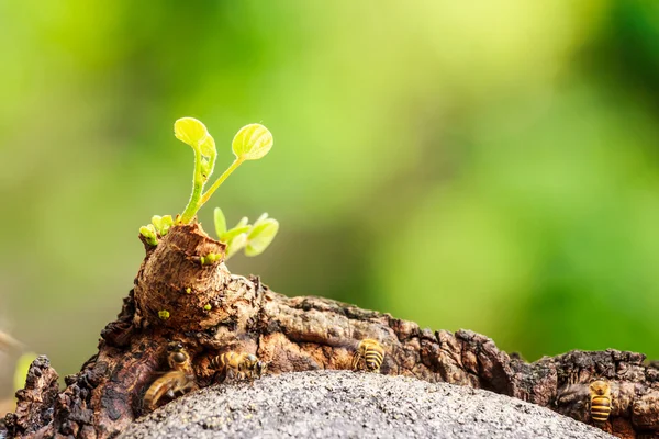 Beehive on tree — Stock Photo, Image