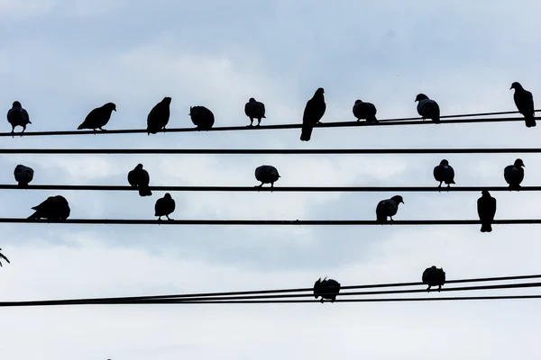 Pájaros silueta en cable de alambre contra el cielo azul —  Fotos de Stock