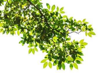 Beyaz arkaplanda yeşil yaprak izole edildi