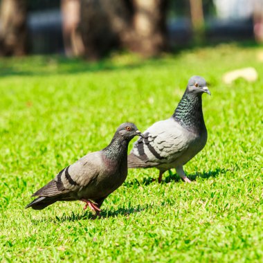 Yeşil çimenlerin üzerinde güvercin