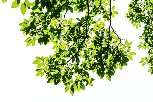 Folha verde isolada sobre fundo branco — Fotografia de Stock