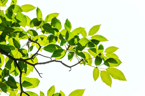 Green leaf isolated on white background — Stock Photo, Image