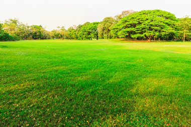 yeşil çim alan Park