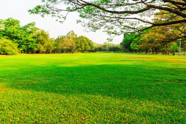 yeşil çim alan Park