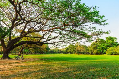 Bisiklet Park büyük ağacın altında
