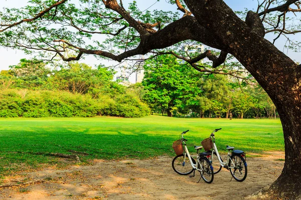 Bicycles under big tree in the park — Stock Photo, Image