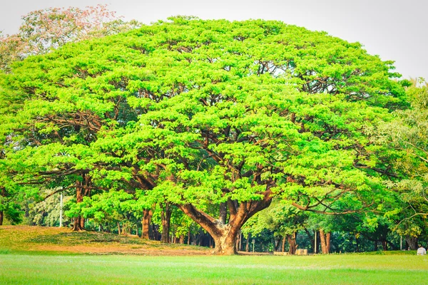 公園内の大きな木は — ストック写真