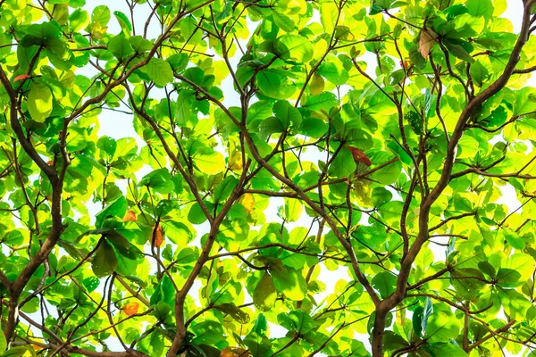 Branch and green leaves isolated on white background — Stock Photo, Image