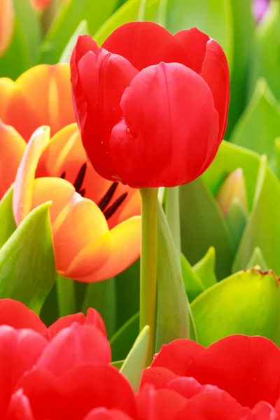Tulipán naranja y rojo —  Fotos de Stock